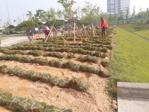 나주잔디 PC 이미지 570600