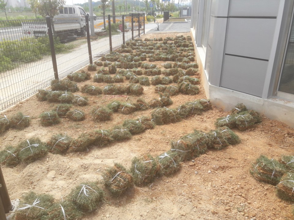 나주잔디 PC 이미지 570593