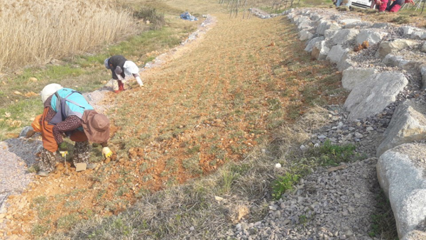 나주잔디 PC 이미지 570583