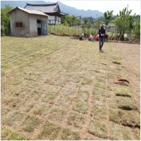 영암잔디-5210531