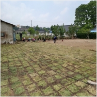 영암잔디-5210532