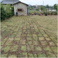 영암잔디-5210533