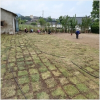 영암잔디-5210534