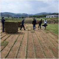 영암잔디-5210536